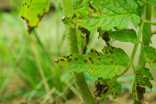 Septoria of tomatoes. Tomato leaves affected by Septoria lycopersici fungus.