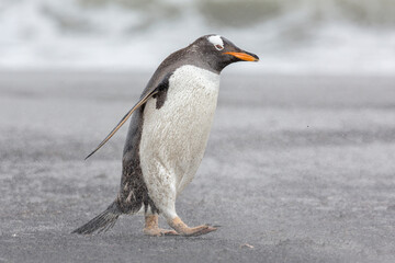 An adult Gentoo Penguin struggling through a sand storm