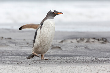 An adult Gentoo Penguin struggling through a sand storm