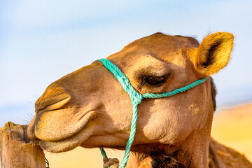 It's Portrait of a camel in the desert of Morocco