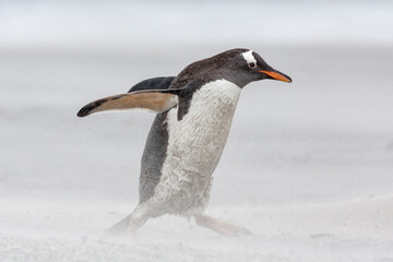 An adult Gentoo Penguin struggling through a sand storm