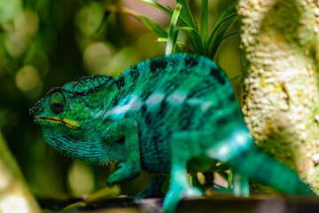 It's Furcifer, a genus of chameleons mostly endemic to Madagascar