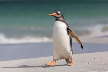 Fototapeta premium An adult Gentoo Penguin walking on a beach