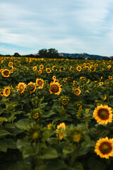 Large sunflower field