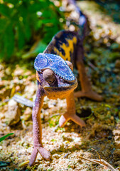 It's Oustalet's or Malagasy giant chameleon (Furcifer oustaleti)