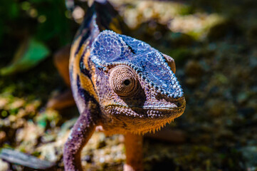 It's Oustalet's or Malagasy giant chameleon (Furcifer oustaleti)