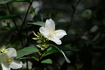 Obraz premium mock-up flower on a bush in the light of the morning sun