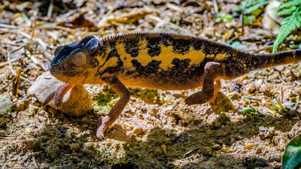 It's Oustalet's or Malagasy giant chameleon (Furcifer oustaleti) is a very large species of chameleon that is endemic to Madagascar