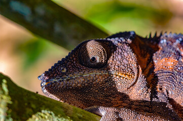 It's Close view of a chameleon