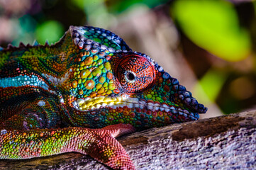 It's Close up of a chameleon of Madagascar