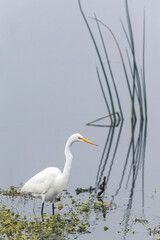 An adult Great Egret fishing