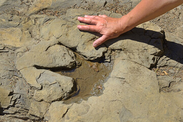 Dinosaur trackway, Ankylosaur footprints preserved in the rock near Flatbed Creek near Tumbler...