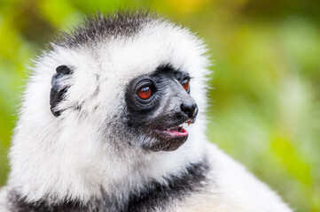 It's Portrait of a beautiful lemur in Madagascar © Anton Ivanov Photo