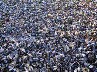 sea shells background