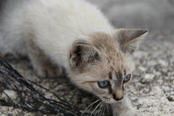 gato pequeño gris de ojos azules