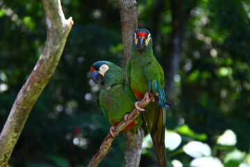 pareja de pajaros sonriendo en una rama