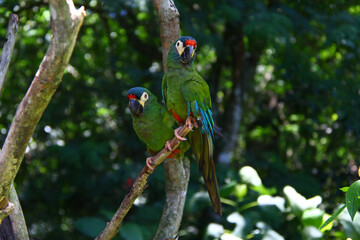 pareja de pajaros en una rama