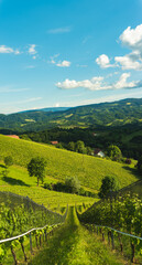 Fototapeta na wymiar Beautiful green rows of grape plants in summer in Austria