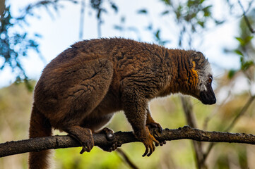 It's Lemur on a tree in Madagascar