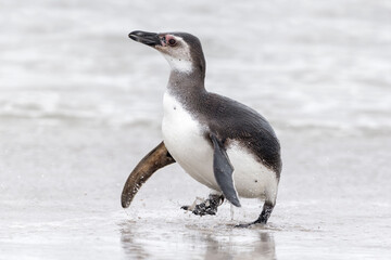 A juvenile Magellanic Penguin coming ashore