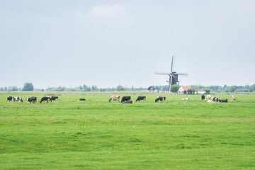 Classic dutch scene with cows and traditional windmill in a green meadow