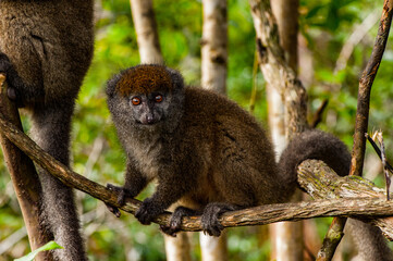 It's Lemur on a tree in Madagascar