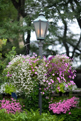 Beautiful flower garden with plants close up