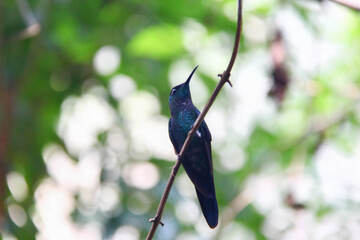 pajaro colibrí verde posado  © marcks