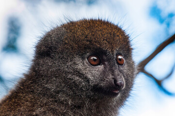 It's Lemur on a tree in Madagascar