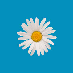 photo of white camomile on a blue background