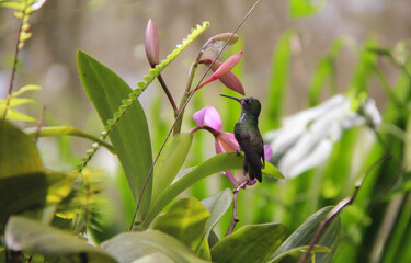 pajaro colibrí verde posado en una flor © marcks