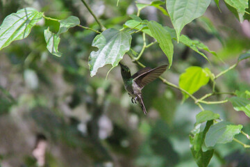 pajaro colibrí verde volando  © marcks