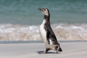 Magellanic Penguin youngster walking on the beach
