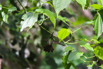 pajaro colibrí volando verde