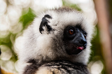 It's Beautiful Madagascar lemur