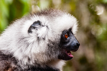 It's Beautiful Madagascar lemur