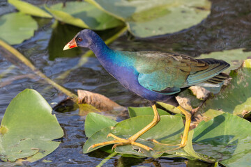 An adult Purple Gallinule in the Florida everglades