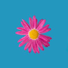 photo of a pink flower on a blue background