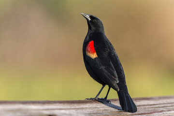 An adult male Red winged Blackbird display posture