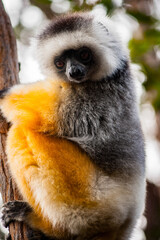 It's Beautiful Madagascar lemur