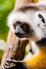 It's Beautiful Madagascar lemur