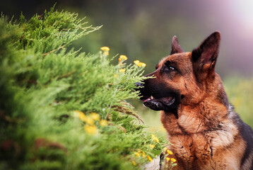 dog sniffs flowers, breed German shepherd