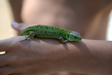 Green lizard on a tanned children's hand