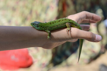 Green lizard on a tanned children's hand