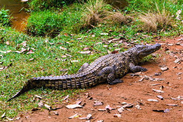 It's Nile crocodile (Crocodylus niloticus), Africa