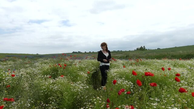 Baltic Sea. Cornflowers, flower field.