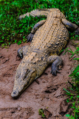 It's Nile crocodile in Madagascar