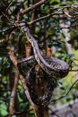 It's Madagascar Ground Boa (Boa madagascariensis)