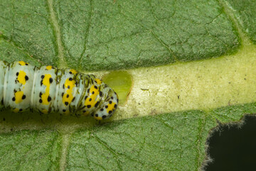 Caterpillar eating a leaf