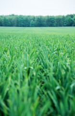 Field of growing winter wheat. Close up view of plants. Blurred foreground. Green trees on horizon. Flat landscape.